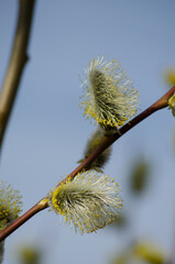 Blooming willow © Светлана Калинина