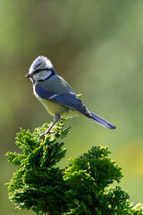 blue tit