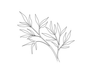 Fototapeta premium Bamboo leaf in single line draw illustration. Continuous one line drawing of Bamboo leaves. Editable stroke.