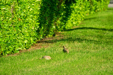 Abu Dhabi, Arab Emirates, January. Grey Francolin (Francolinus pondicerianus) on winter place in Arabian deserts, desertscape, feeding in leafless shrubs neighborhoods of Abu Dhabi and in city parks