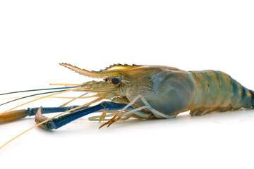 Fresh river prawns isolated on white background. Big freshwater prawns. River prawns for cooking.