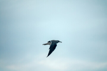 A mixed flock of seagulls flies along the Gulf of Oman in winter - Hemprich's gulls (Adelarus hemprichii, Larus hemprichii)