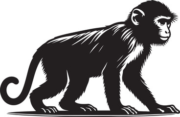  a assa mese macaque vector