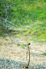 Wintering birds. European Bee-eater (Merops apiaster) 2 bird sits on a dry branch in the seaside desert. Oman