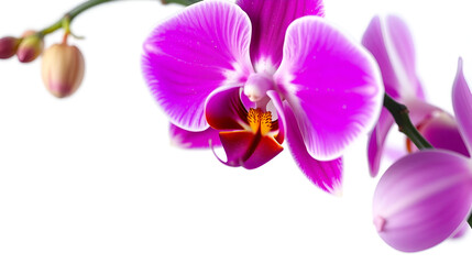 Obraz premium orchid isolated on white background