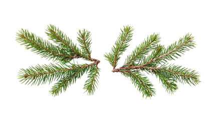 Obraz premium pine branch with cones isolated on white background 
