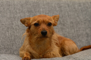 Cute small ginger Miniature Pinscher dog sitting on the ground and looking alert. Sunny day,...