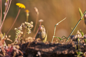 verderón europeo o verderón común​ (Chloris chloris)​ posado en un tronco	
