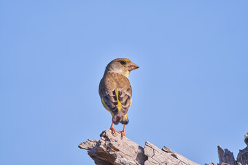 verderón europeo o verderón común​ (Chloris chloris)​ posado en un tronco	
