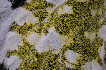 detalles del ala de una mariposa en macro extremo 