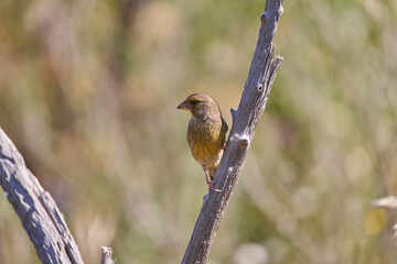 verderón europeo o verderón común​ (Chloris chloris)​ posado en un tronco	
