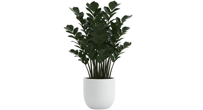 Succulent plant zamioculca variegata black isolated on a white background