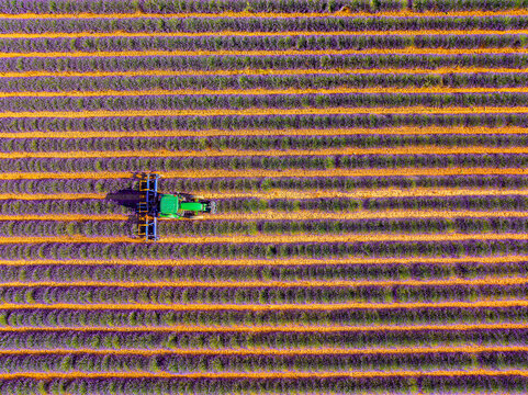 Vue a&eacute;rienne d'un tracteur pendant la r&eacute;colte de la lavande sur le plateau de Valensole en provence