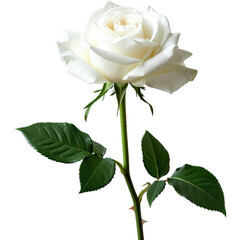Obraz premium Elegant white rose in full bloom with green stem and leaves isolated on transparent background 
