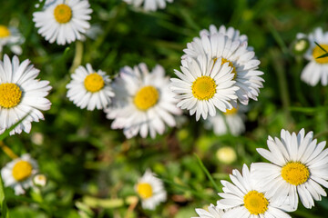 White daisies
