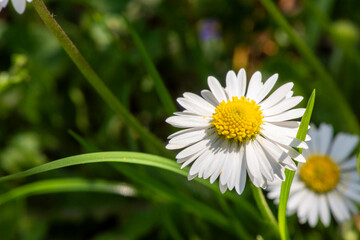 Fototapeta premium White daisies