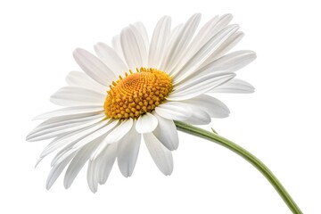 Fototapeta premium daisy flower isolated on white
