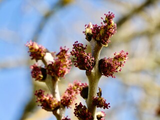 Female flowers of the ash, or European ash or common ash (Fraxinus excelsior). Sweden