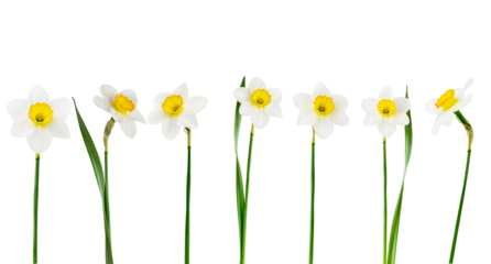 Yellow spring flowers daffodils or narcissus close up isolated on white background with clipping path. Set of flying narcissus flowers for design packaging or labels. Can be used for self design.
