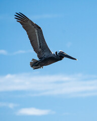 Pelican. Arecibo, Puerto Rico
