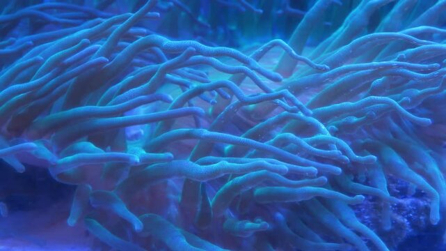 Sea anemones - group of predatory marine invertebrates constituting the order Actiniaria. Sea anemones are classified in the phylum Cnidaria, class Anthozoa, subclass Hexacorallia