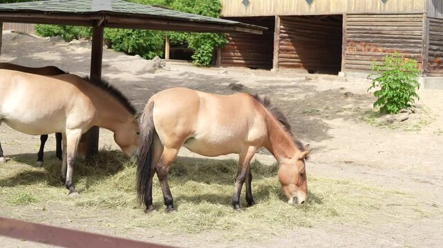 Brown horse. Przewalski's horse. Endangered animal species. Brown horse mane. Herd of Przewalski's horse animals.