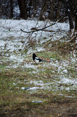 Magpie