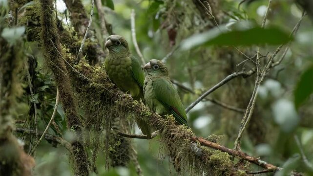Two Olive-winged Parrotlets perched on a moss-covered branch in a lush rainforest environment.