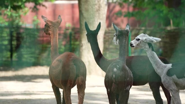 Five cute llamas in a zoo enclosure. Animal breeding - farming. Llamas enjoy a walk in the fresh air.