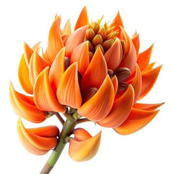 Butea monosperma on white background