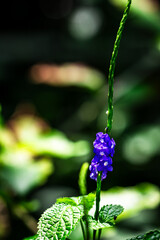 A purple flower is on a green stem