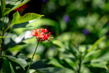 A red flower is in the foreground of a green background
