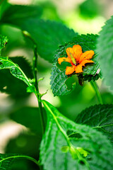 A small orange flower is sitting on a green leaf