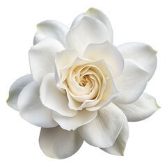 gardenia flower on top view on white background