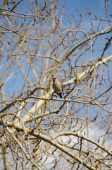 Waxwing