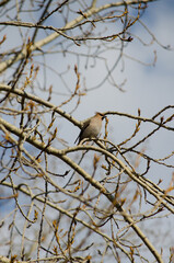 Waxwing