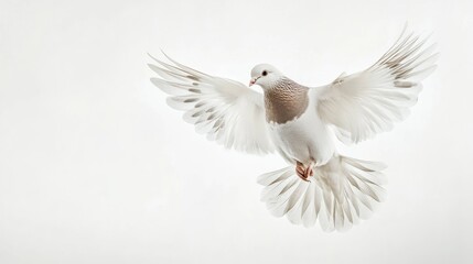 Fototapeta premium Grey dove, pigeon isolated on white background. 