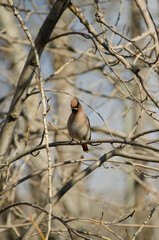 Waxwing