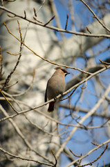 Waxwing