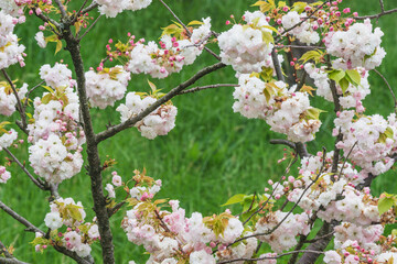 Blossoming cherry branches with colorful flowers.