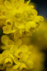 Уellow small flowers on a black background