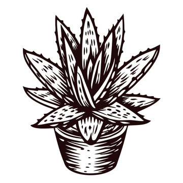 recommend clip art: Intricate aloe vera plant sketch in pot detailing texture and form.