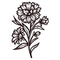 Detailed botanical of blooming flowers with stems and leaves.