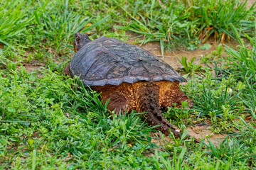Backside of a snapping turtle