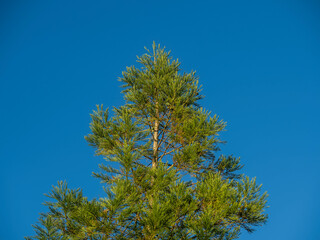 A tree with green leaves is standing tall in a clear blue sky. The sky is bright and sunny, and the tree is the only object in the scene