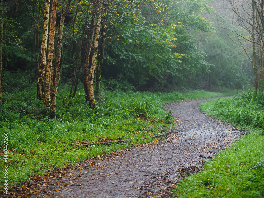 Wall mural footpath in a forest park with green trees and fog. calm and relaxing nature scene. nobody. selectiv