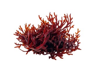 Naklejka premium Red seaweed isolated on a white background.