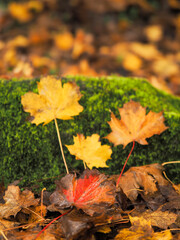 Yellow fallen leaves on rock covered with green moss in a forest park. Fall or autumn colors scenery. Nobody. Selective focus.