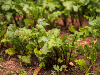Growing organic fresh beetroot. Scene is one of growth and vitality. Natural product in brown soil. Cultivation of popular vegetable. Summer season. Farming and agriculture industry. Home garden.