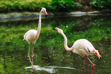 Two flamingos standing in shallow water, interacting gracefully with each other. Their elegant...